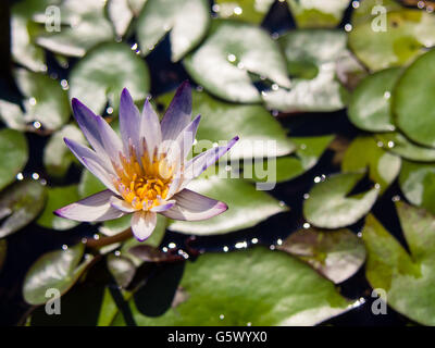 Eine lila Seerose im Teich Stockfoto