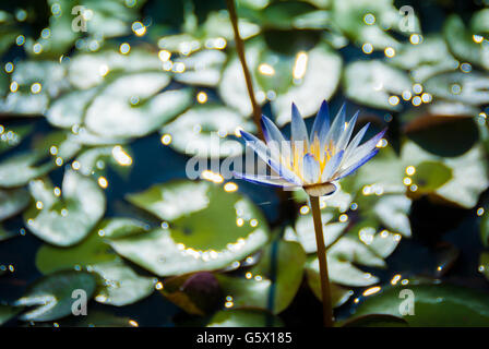 Seerose im Teich Stockfoto