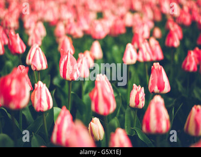 Rosa und rote Tulpen mit Regen fällt. Blühende Blumen im Frühling Garten, lebendige Blumenkarte mit Vintage Muskelaufbau Stockfoto