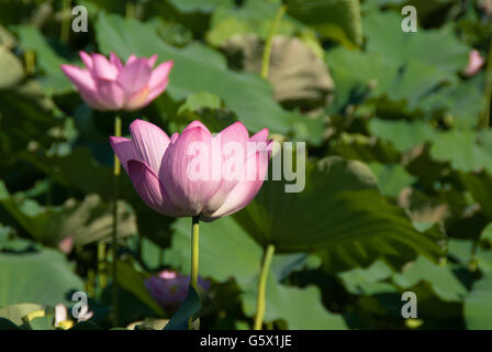 Rosa Lotusblumen in einem Teich Stockfoto