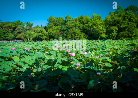 Lotusblumen in einem Teich Stockfoto
