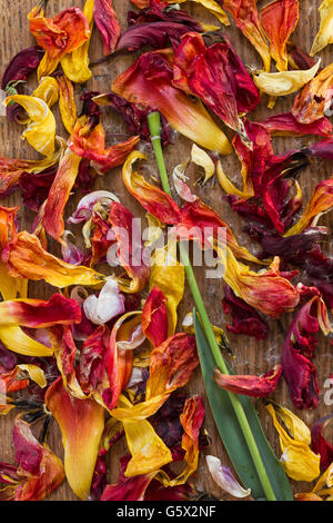 Frisch und verwelkte Tulpen Blütenblätter von roten und gelben Blüten mit grünen Stiel und Blatt auf Holz als Draufsicht Hintergrundbild Stockfoto