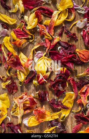 Frisch und verwelkte Tulpen Blütenblätter von roten und gelben Blüten auf Holz als Draufsicht Hintergrundbild für Frühling und Sommer Stockfoto