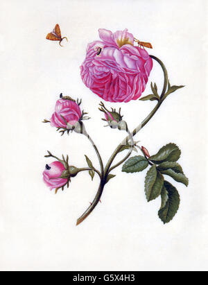 Botanik, Blumen, Bush Rose (Rosa), mit Blatt Bergmann, Larve und Puppe, Aquarell auf Pergament von Maria Sybilla Merian (1647 - 1717), ca. 1679, Artist's Urheberrecht nicht geklärt zu werden. Stockfoto