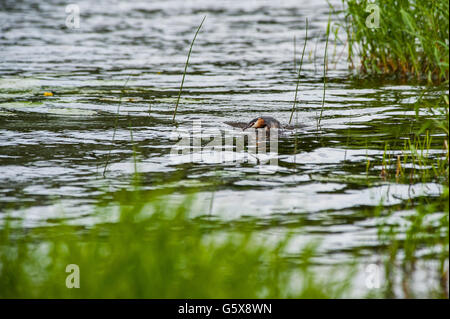 Crested Vogel füttern ihres Babys in Kuopio, Finnland Stockfoto