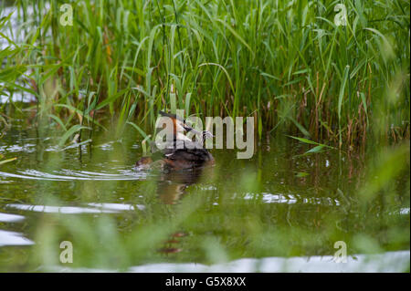 Crested Vogel füttern ihres Babys in Kuopio, Finnland Stockfoto