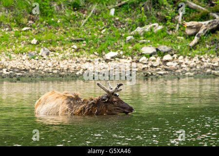 Ein Elch, Baden im See in der Wildnis in Nordamerika Stockfoto