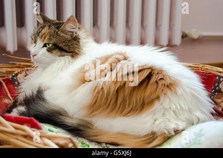 Katze im Korb mit Kühler Hintergrund legen Stockfoto