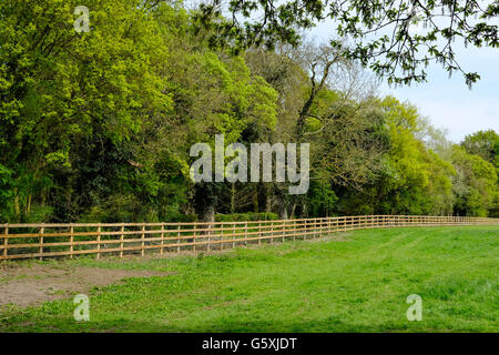 Neu installierte Holzzäune am Perimeter zu einem großen Weidefeld, am Rande eines Waldes in der Mitte des Sommers gesehen. Stockfoto