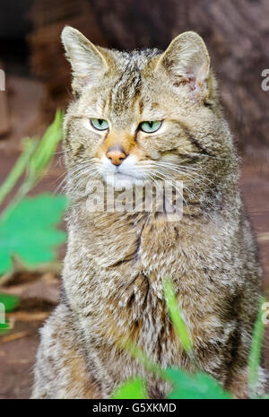 Europäische Wildkatze (Felis Silvestris Silvestris) nichts auf einen faulen Tag anstarren Stockfoto