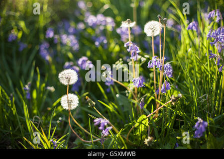 Glockenblumen und Löwenzahn Stockfoto