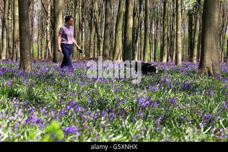 Bluebells Teppich den Waldboden von Micheldever Wood in der Nähe von Winchester als Colleen Stone aus Hampshire BTCV (British Trust for Conservation Volunteers) mit ihrem Hund Rorschach spazieren geht. * der uralte Wald grenzt an die M3 nördlich der Hauptstadt Hampshire, wo BTCV ihren Sitz haben. Die gemeinnützige Organisation unterstützt die Menschen bei der Einrichtung einer eigenen lokalen Naturschutzorganisation, um praktische Umweltverbesserungen zu planen und umzusetzen, und ermöglicht es Gemeinden, langfristige Projekte in ländlichen und städtischen Gebieten zu planen und zu verwalten. PA Foto: Chris Ison. Stockfoto