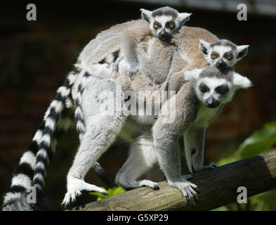 Zwei Monate alte Zwillingslemuren mit Ringelschwänzchen werden von ihrer Mutter um ihr Gehege im Marwell Zoo in der Nähe von Winchester gebracht, wo die Mitarbeiter in diesem Jahr fünf junge Frauen aus drei Frauen, Claire, Glenys und Martini, hervorgebracht haben. * die Tierhüter versuchen seit 1996, die Primaten zu züchten, als ein neuer Rüde namens Genou aus dem Zürcher Zoo in der Schweiz gebracht wurde. Sie sind offiziell eine gefährdete Art, weil ihr Lebensraum in ihrem einheimischen Madagaskar zerstört wird. Stockfoto