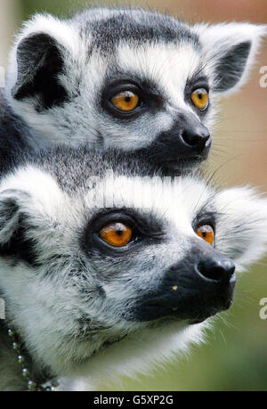 Ein zwei Monate alter Ringschwanz-Lemur wird von seiner Mutter um ihr Gehege im Marwell Zoo in der Nähe von Winchester gebracht, wo es den Mitarbeitern gelungen ist, dieses Jahr fünf junge Frauen zu produzieren: Claire, Glenys und Martini. * die Tierhüter versuchen seit 1996, die Primaten zu züchten, als ein neuer Rüde namens Genou aus dem Zürcher Zoo in der Schweiz gebracht wurde. Sie sind offiziell eine gefährdete Art, weil ihr Lebensraum in ihrem einheimischen Madagaskar zerstört wird. Stockfoto