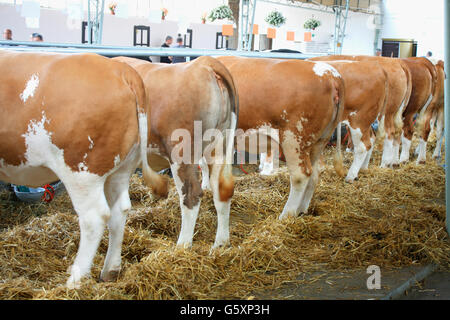 Tiere-Bauernhof - Säugetiere Stockfoto