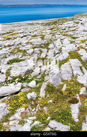 Murrooghtoohy The Burren, Co. Clare, Irland; Wilden Atlantik Weg Stockfoto