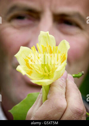 Martin Duncan, der Chefgärtner im Audley End House in der Nähe von Saffron Walden in Essex, hält eine Blume aus einem Tulpenbaum hoch, von dem es nur zwei im Herrenhaus aus dem 17. Jahrhundert gibt und der nur drei Wochen im Jahr blüht. * in ihrem Heimatland Amerika wurden die Tulpenbäume von Indern ausgehöhlt und als 20-Mann-Kanu genutzt. Nach der Einführung in Großbritannien im Jahr 1668 sind die exotischen gelben Tulpenblüten heute die wahre Attraktion. Stockfoto