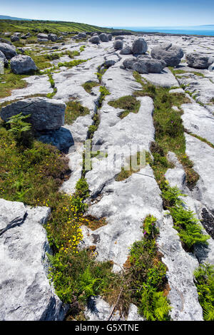 Murrooghtoohy The Burren, Co. Clare, Irland Stockfoto