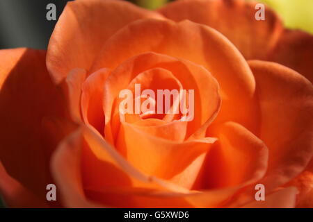 rose, Sommer Pfirsichblüten, Gartenarbeit, Hampshire, britische Blume Stockfoto