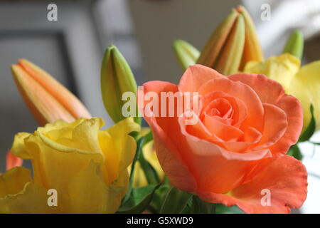 Gelb und Pfirsich rose, Blume, Gartenbau, Hampshire, britische Sommerblume Stockfoto