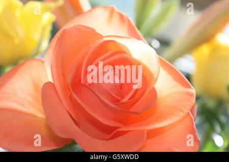 Rose, Sommer Pfirsichblüten, Gartenarbeit, Hampshire, britische Blume Stockfoto