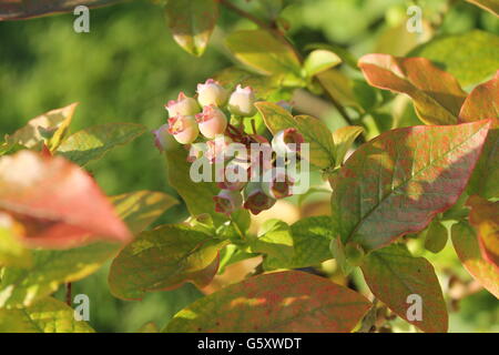 Heidelbeer-Pflanze, Sommer, Gartenarbeit, britische Sommer, Hampshire, wachsen Ihre eigenen Stockfoto