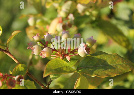 Heidelbeer-Pflanze, Sommer, Gartenarbeit, britische Sommer, Hampshire, wachsen Ihre eigenen Stockfoto