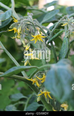 Tomatenpflanze, Sommer, Gartenarbeit, britische Sommer, Hampshire, wachsen Ihre eigenen Stockfoto