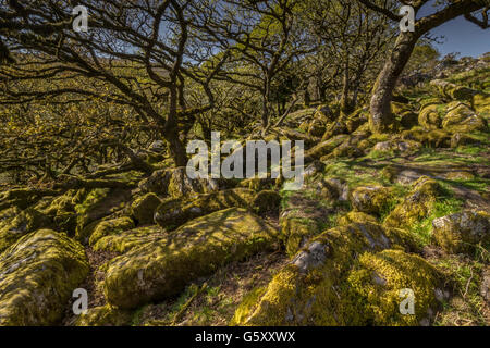 Alten knorrigen Eichen am Wistmans Holzes, Dartmoor, Devon, England. Frühjahr 2016. Stockfoto
