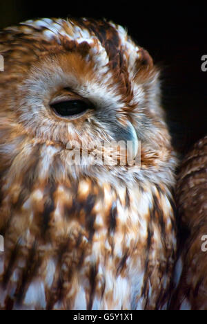 Eurasian tawny owl (Strix aluco) portait. Stockfoto