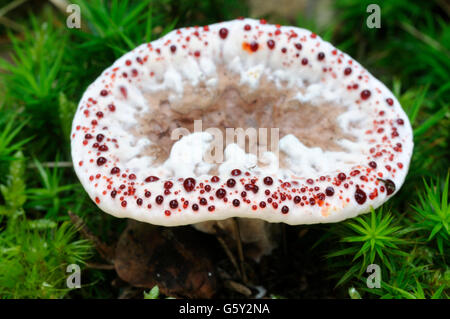 Blutungen Zahn Pilz / (Hydnellum Peckii) Stockfoto