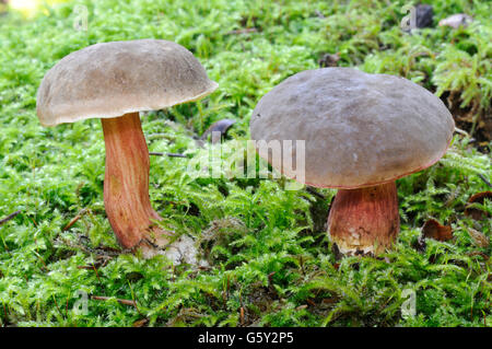 Rot knacken Bolete / (Xerocomellus Chrysenteron) Stockfoto