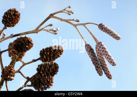 Schwarz-Erle, Europäische Erle, Schwarzerle, Blütenstände / (Alnus Glutinosa) Stockfoto