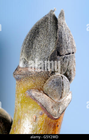 Gemeinsamen Nussbaum, aber / (Juglans Regia) Stockfoto