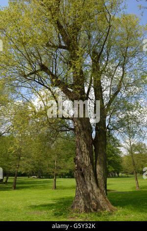 White Willow / (Salix Alba) Stockfoto