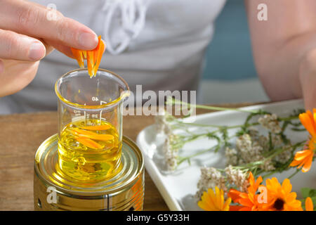 Produktion, Schafgarbe und Ringelblume Salbe / (Calendula Officinalis), (Achillea Millefolium) Stockfoto