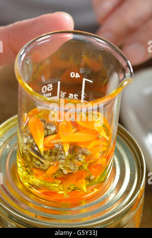 Produktion, Schafgarbe und Ringelblume Salbe / (Calendula Officinalis), (Achillea Millefolium) Stockfoto