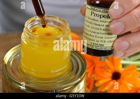 Produktion, Schafgarbe und Ringelblume Salbe / (Calendula Officinalis), (Achillea Millefolium) / Propolis Stockfoto