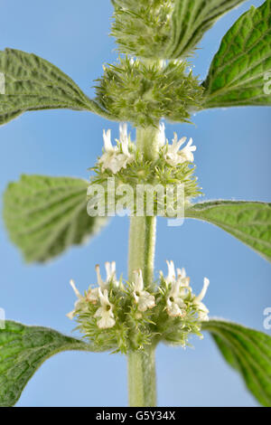 Gemeinsame Horehoun / (Marrubium Vulgare) / der Hund-Bane, weiße Andorn Stockfoto