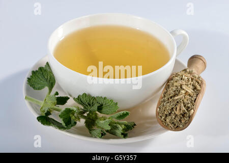 Gemeinsamen Andorn-Tee / (Marrubium Vulgare) / der Hund-Bane, weiße Andorn Stockfoto