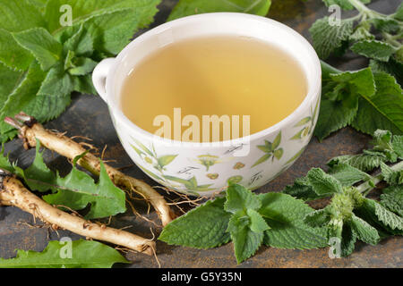 Gallig Beschwerde Tee, weißer Andorn, gemeinsame Andorn, gemeinsame Löwenzahnwurzel, Pfefferminze / (Marrubium Vulgare), (Taraxacum Officinale), (Mentha Piperita) Stockfoto