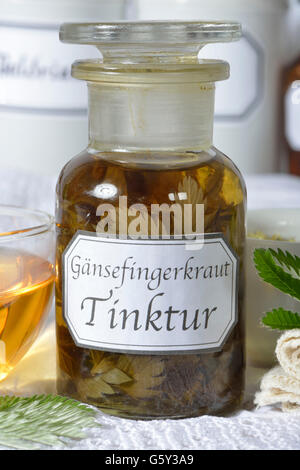 Silverweed Kraut Tinktur / (Anserinae Herba, Potentilla heisses) Stockfoto