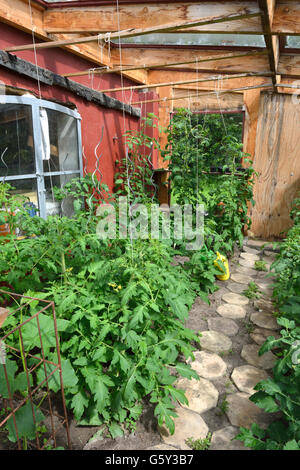 Tomaten im Gewächshaus aus Holz / (Solanum Lycopersicum) Stockfoto