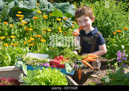 Junge im Gemüse Garten, Karotte / (Daucus Carota SSP. Sativus) Stockfoto
