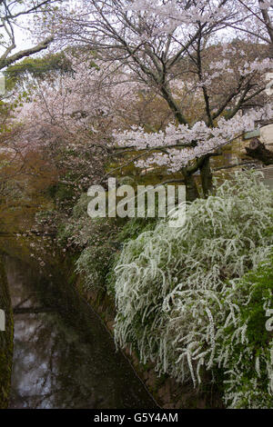 Kirschblüten im Frühling in Philosophen Weg Kyoto Japan Stockfoto