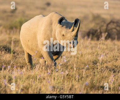 Ein einsamer Erwachsenen Spitzmaulnashorn in Grünland im südlichen Afrika Stockfoto