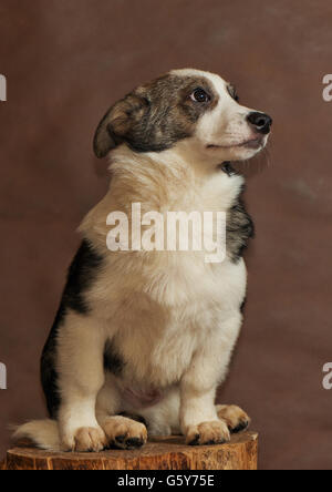 Die Hunde von Menschen aus einem herrenlosen Tiere Tierheim geworfen Stockfoto