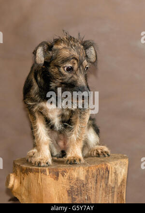 Die Hunde von Menschen aus einem herrenlosen Tiere Tierheim geworfen Stockfoto