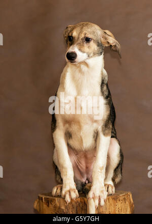 Die Hunde von Menschen aus einem herrenlosen Tiere Tierheim geworfen Stockfoto