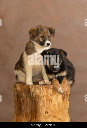 Die Hunde von Menschen aus einem herrenlosen Tiere Tierheim geworfen Stockfoto